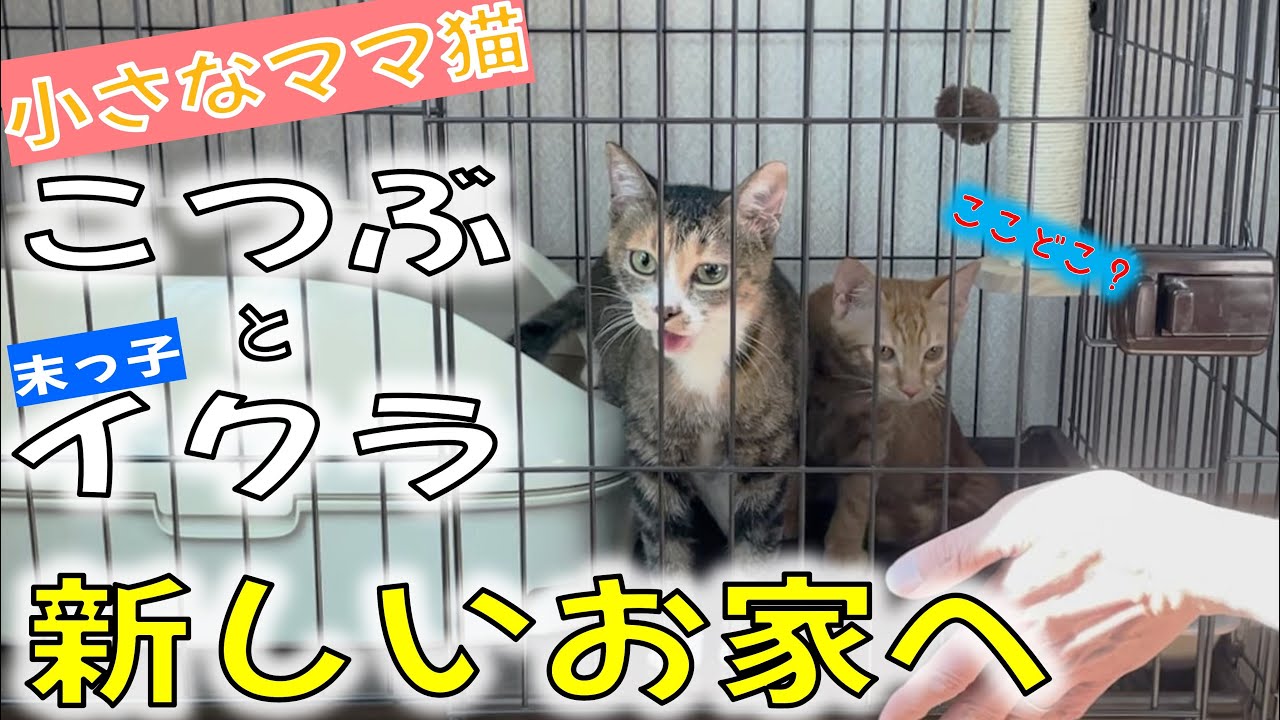 バイバイこっちゃん！ちびママ猫こつぶが向かった、ずっとのお家は…！？