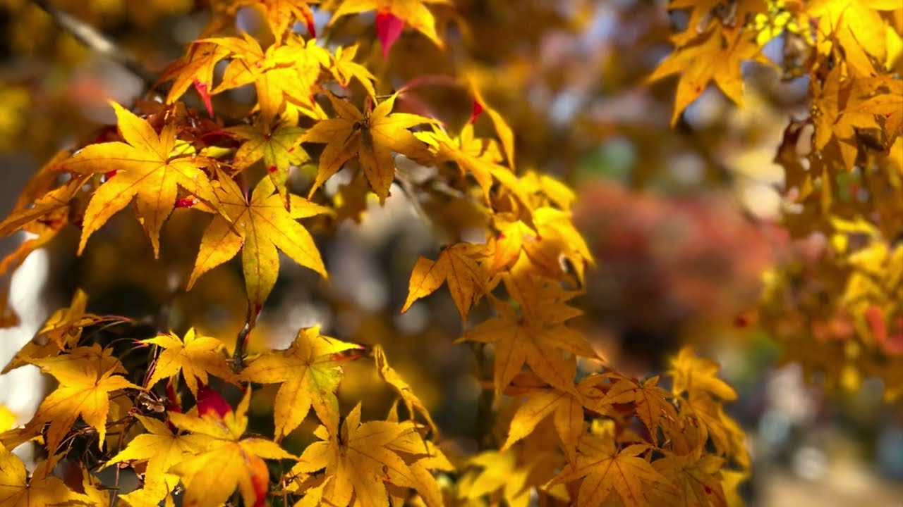 京都嵐山小倉山常寂光寺