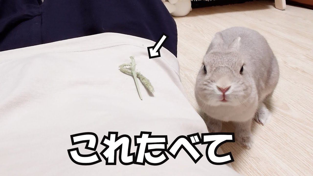 風邪でぐったりしてたらうさぎさんが気を使って牧草もってきてくれた