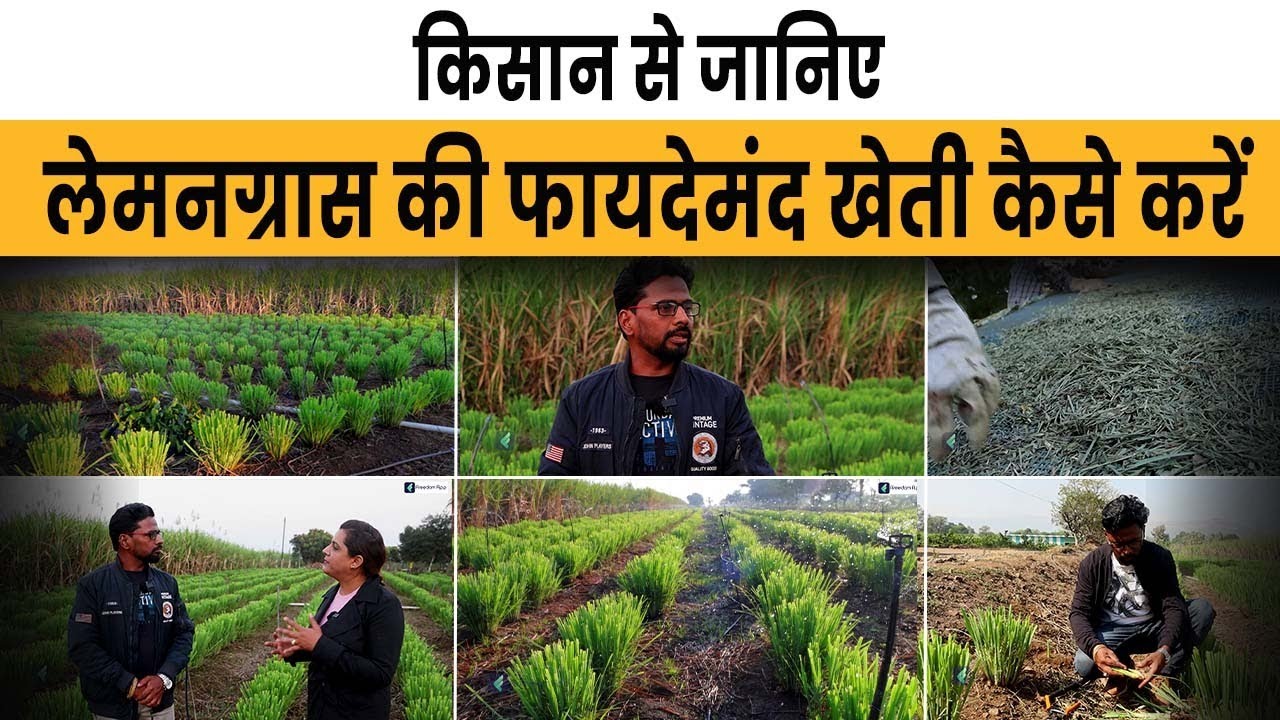 Earn Profit in Lakhs With Lemon Grass Farming | Guide to Lemon Grass Farming | Hindi