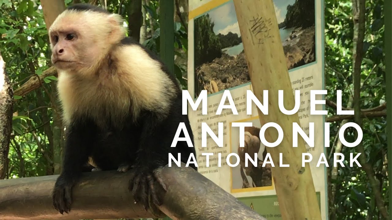 В джунглях: Дикие встречи в Мануэль-Антонио, Коста-Рика🌴🐒