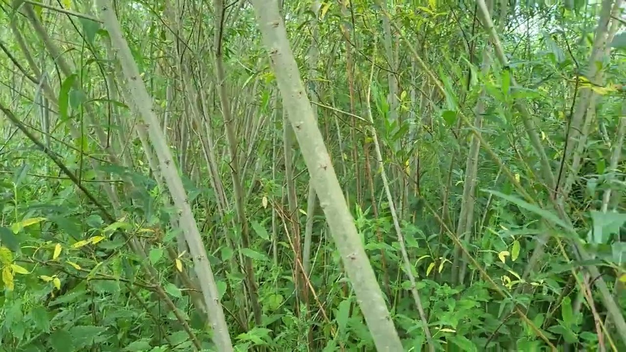 Plantacje wierzby energetycznej, za i przeciw
