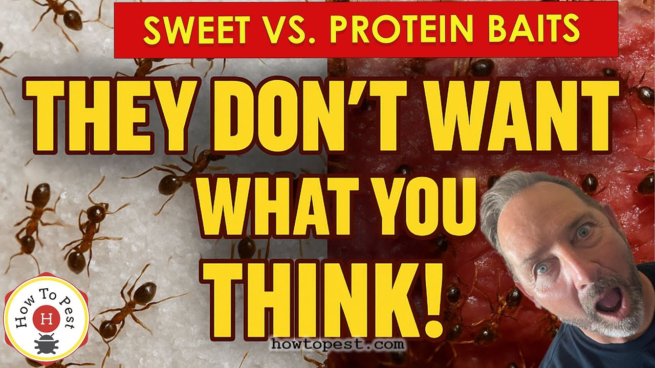 Protein vs Sugar Ant Baits | Which Ant Bait Works Best?