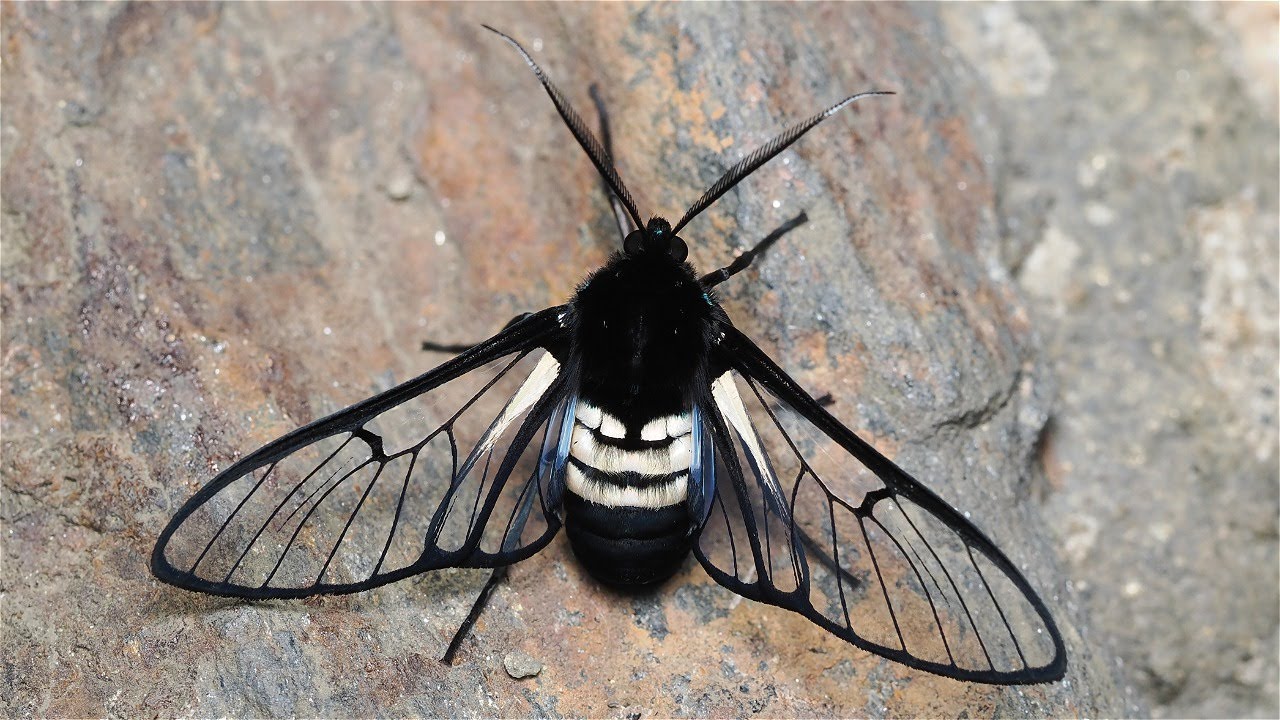 Moths from Colombia