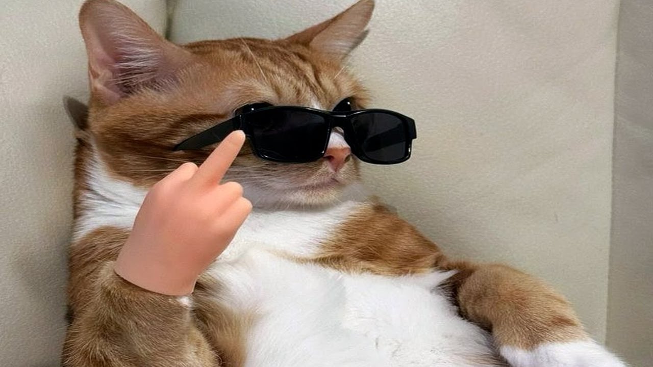 cats will cause chaos