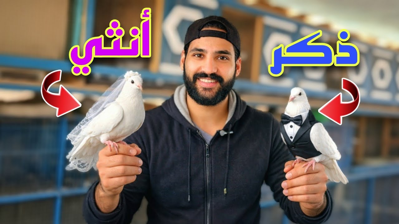 هتعرف الدكر من النتايه في الحمام👌 بطريقة سهله😯