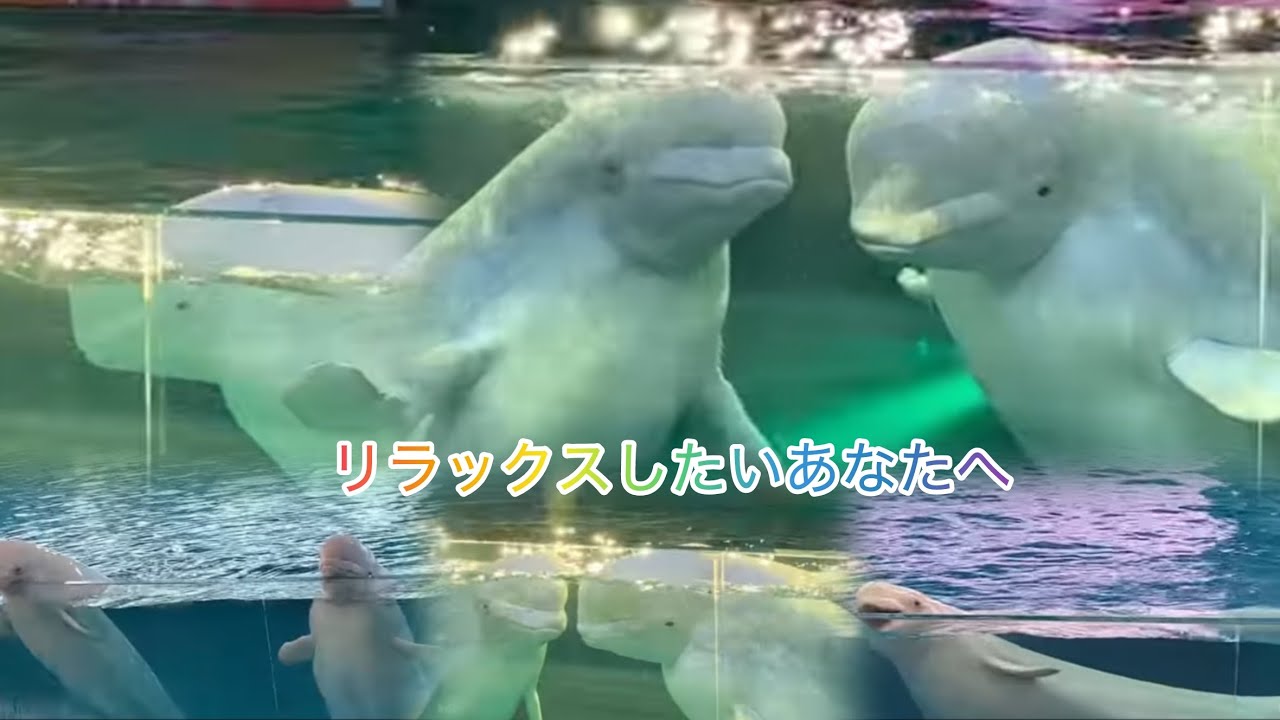【シロイルカ編】リラックスしたいあなたへ、気分転換したい人、生き物が好きな人、おだやかな気分になりたい人