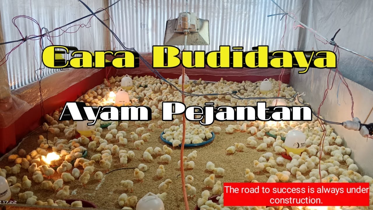 CARA BUDIDAYA AYAM PEJANTAN