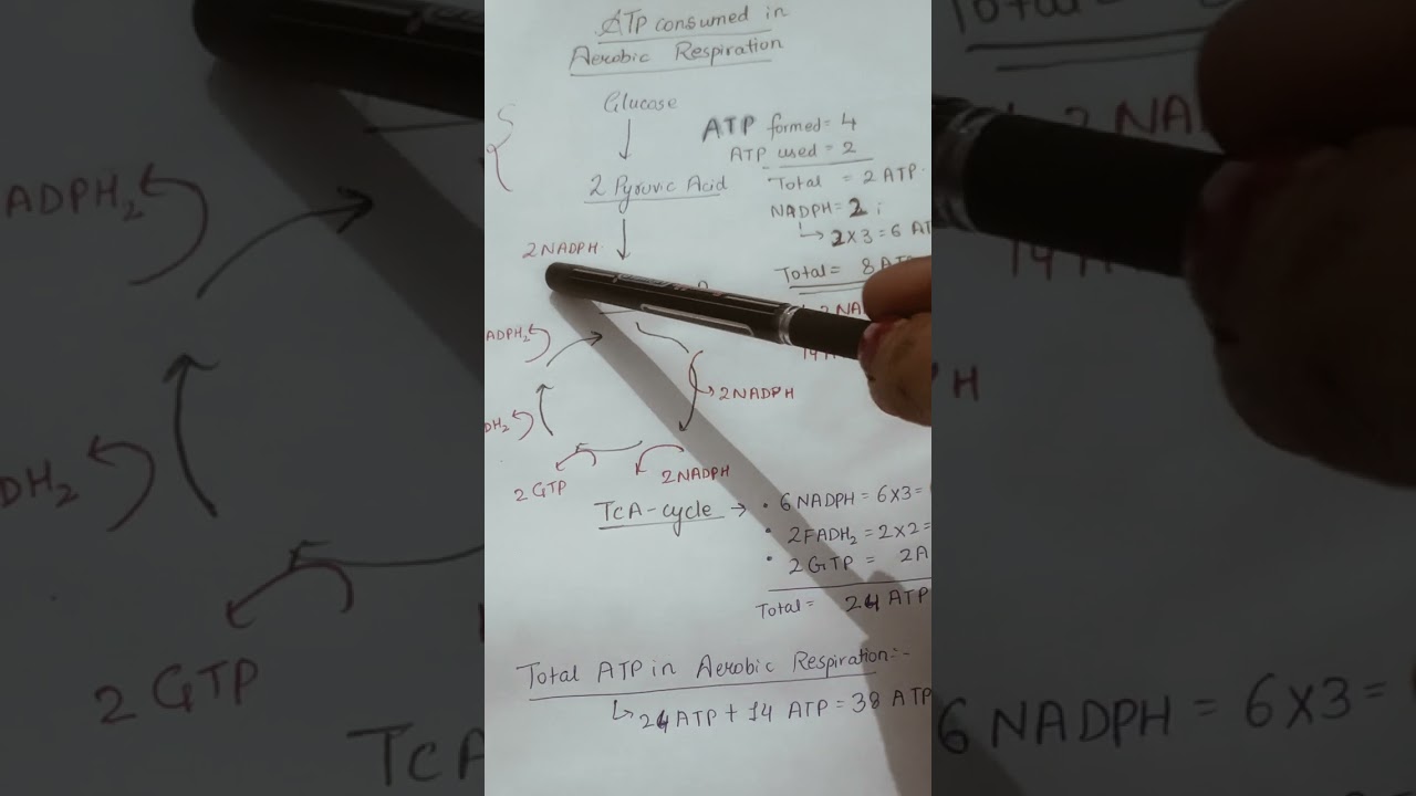 ATP Calculation in Aerobic Respiration.