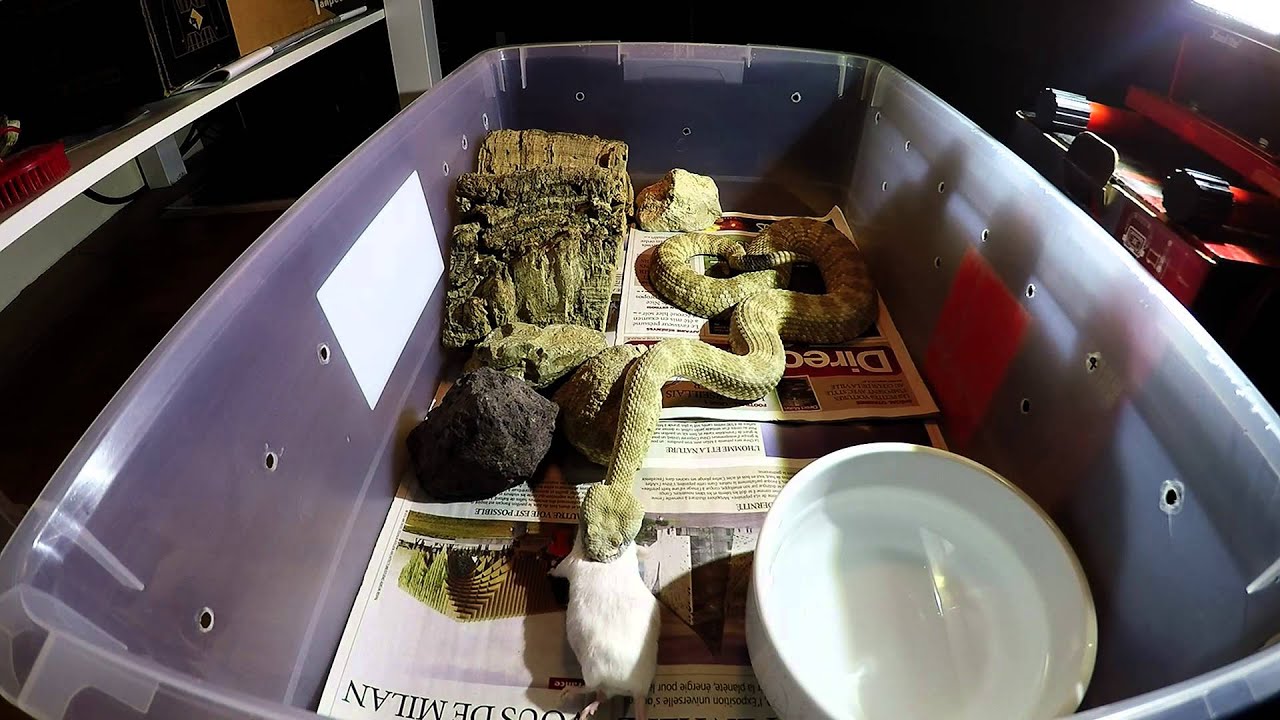 Crotalus mitchellii stephensi (panamint rattlesnake) filmed with gopro h4 silver