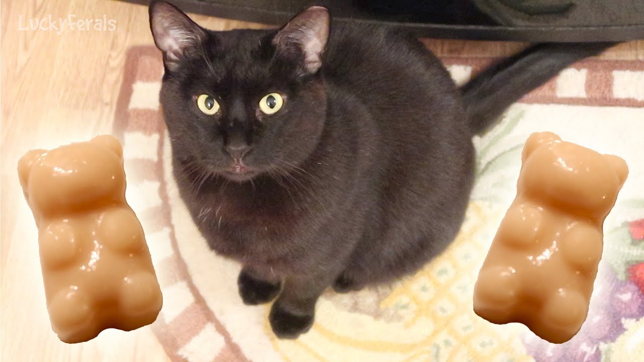 Gummy Bear Treats For Cats - Easy Homemade Cat Treat Recipe - Halloween