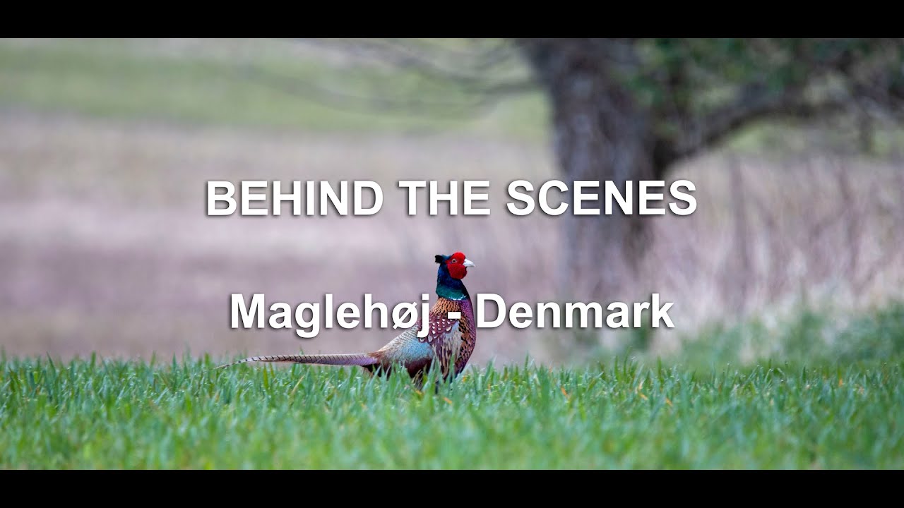 BEHIND THE SCENES  - Magleh&oslash;j