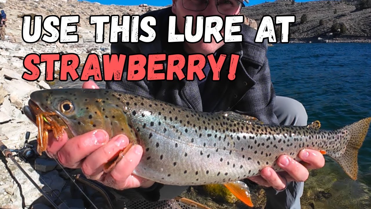 Рыбалка на водохранилище Строберри: БОЛЬШАЯ ФОРЕЛЬ С БЕРЕГА