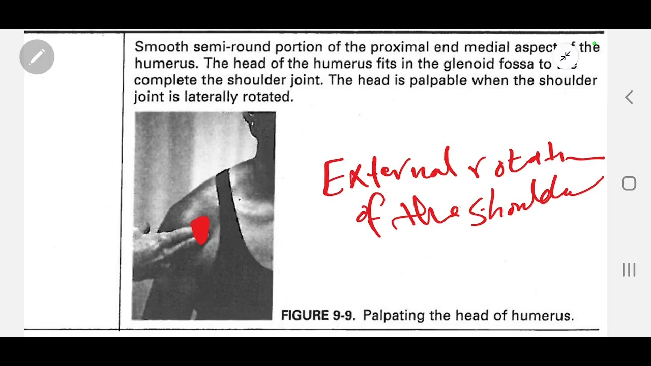 Palpation of the shoulder joint bones