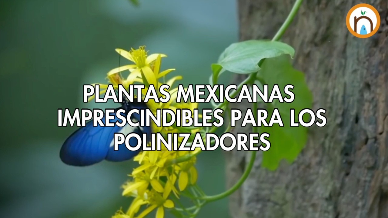 Plantas mexicanas imprescindibles para los polinizadores