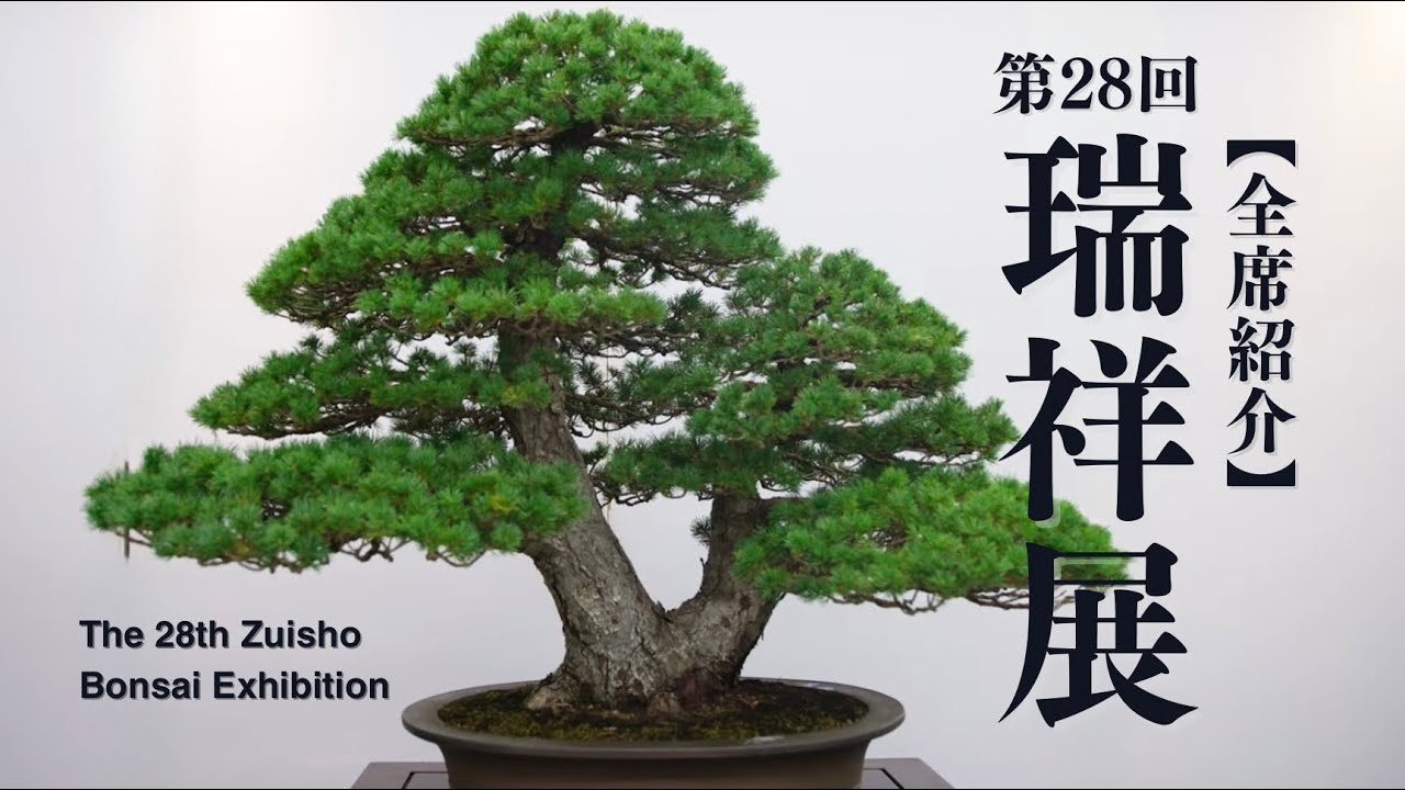 第28回瑞祥展【全席紹介】/ 盆栽展示会
