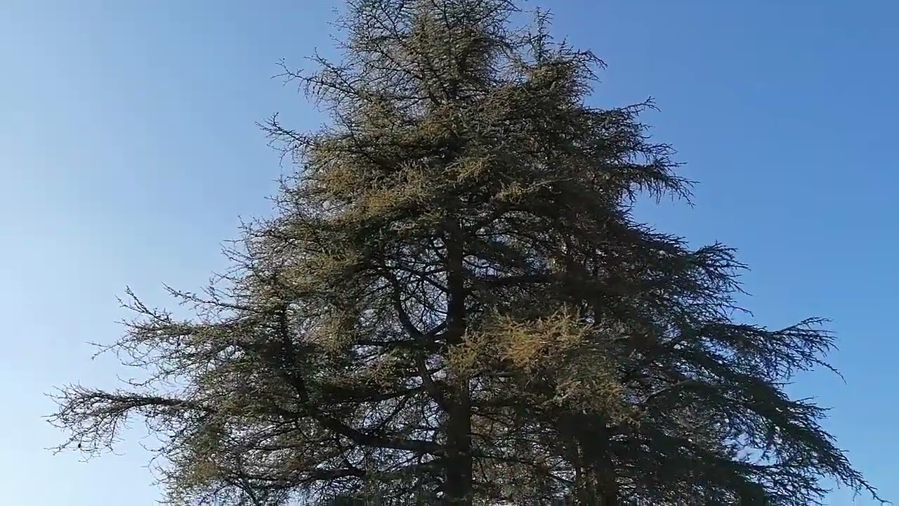 Erfene yaşam çiftliği. Gökömer/ Ordu.