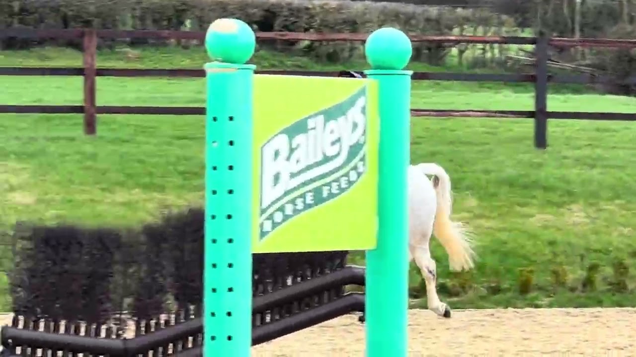 Bobby - 15.2hh 8yo Connemara gelding 