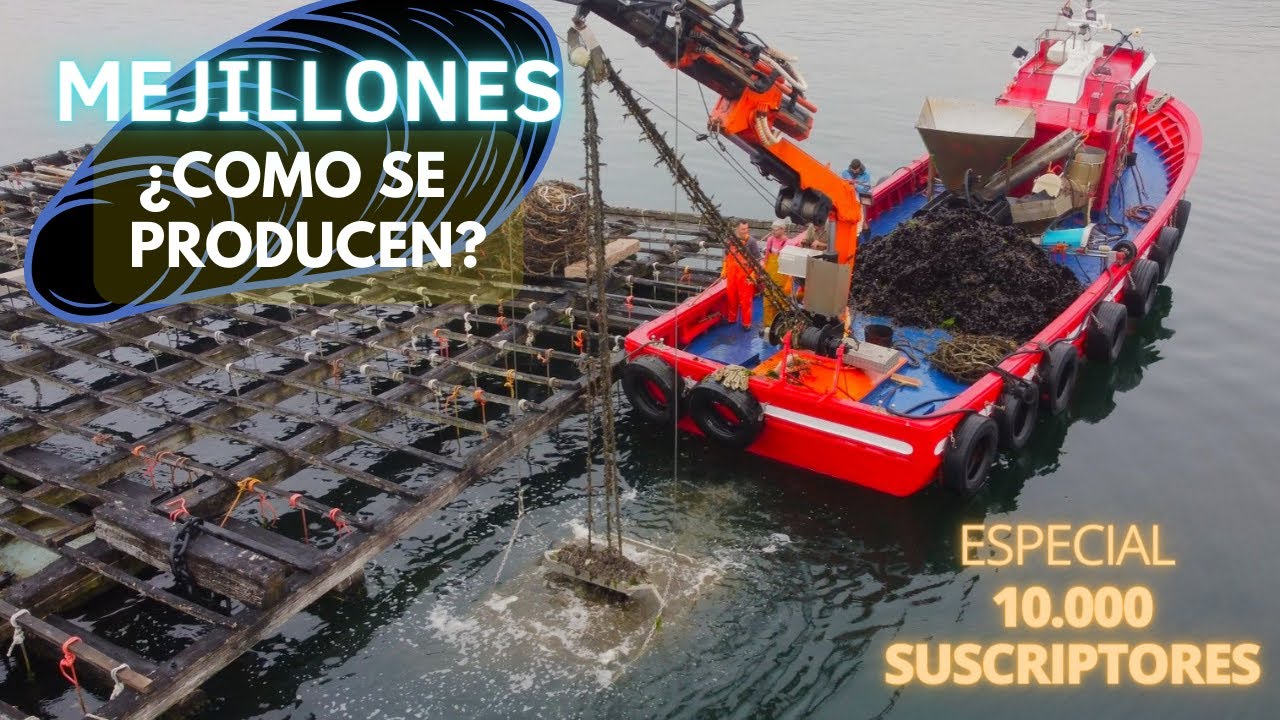 ✅MEJILLONERO POR UN DIA🌊 UN OFICIO DEL MAR🔴[BATEEIRO]