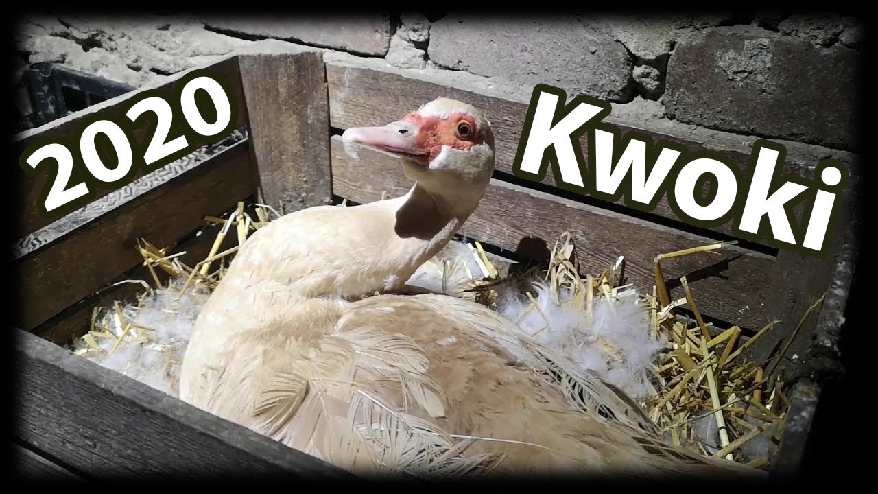 Kwoki #4 *piżmówka na jajkach*