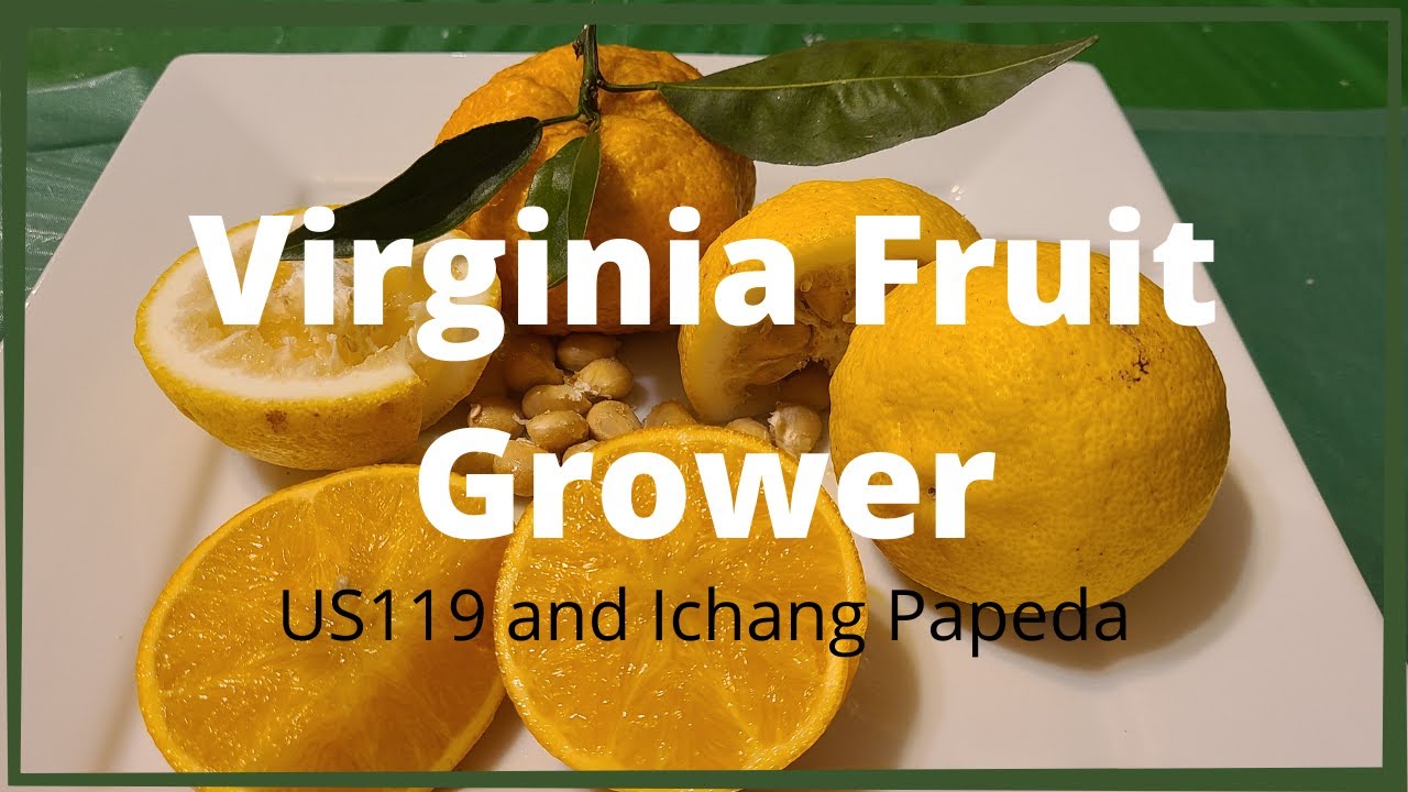 Hardy citrus Ichang papeda and US119   US 119