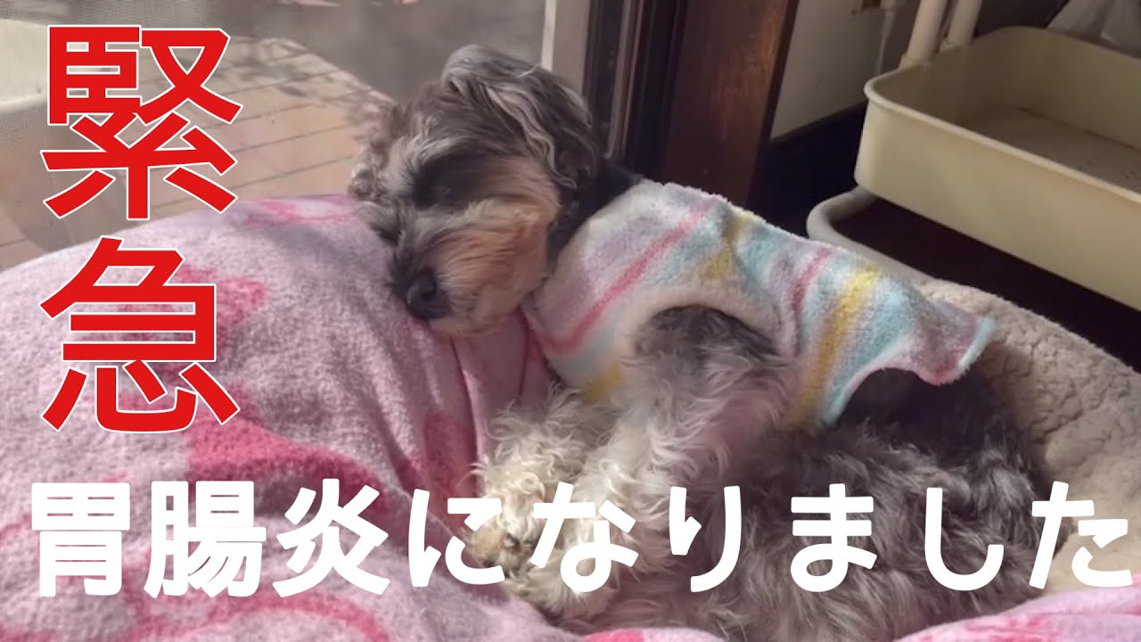 【シュナウザー】胃腸炎になりました🏥　愛犬が体調を崩してしまった時の様子と対処法。効果があった薬の飲み方💊
