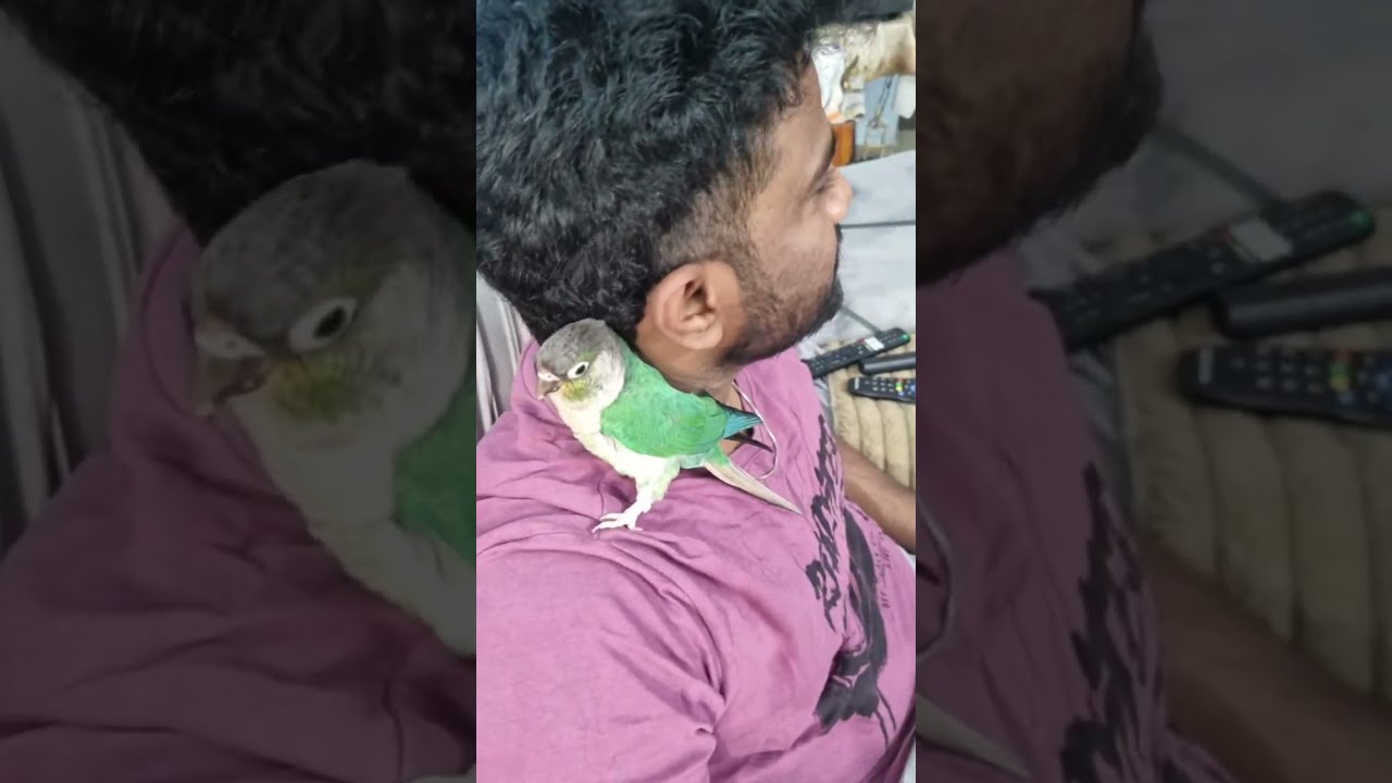 Rowdies at Home # Live #green cheek conure parrots
