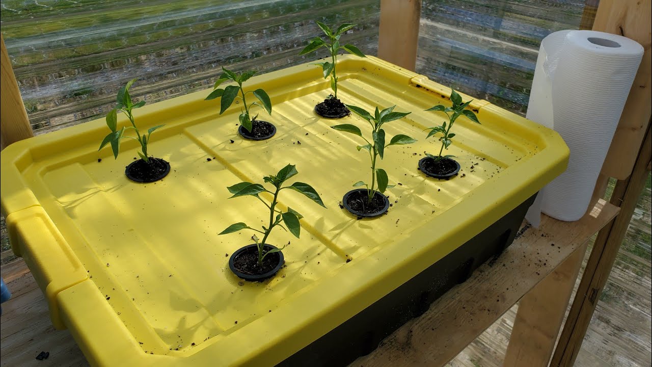 Easy DIY hydroponic system