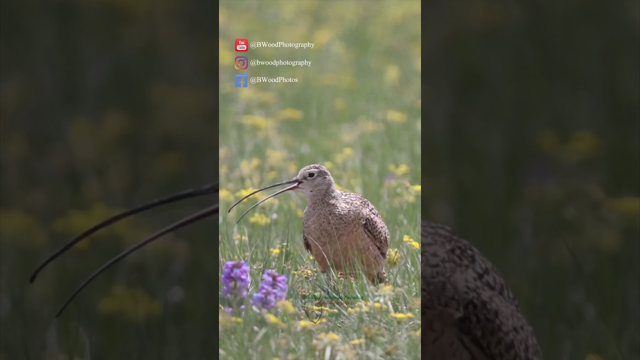 The Curlew's Cry: A Haunting Melody