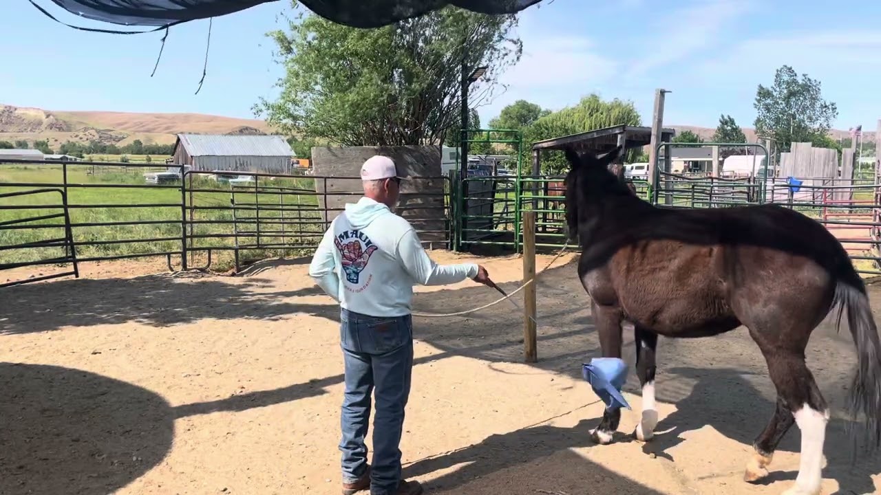 Working with a mule doesn’t have to be that much different than a horse