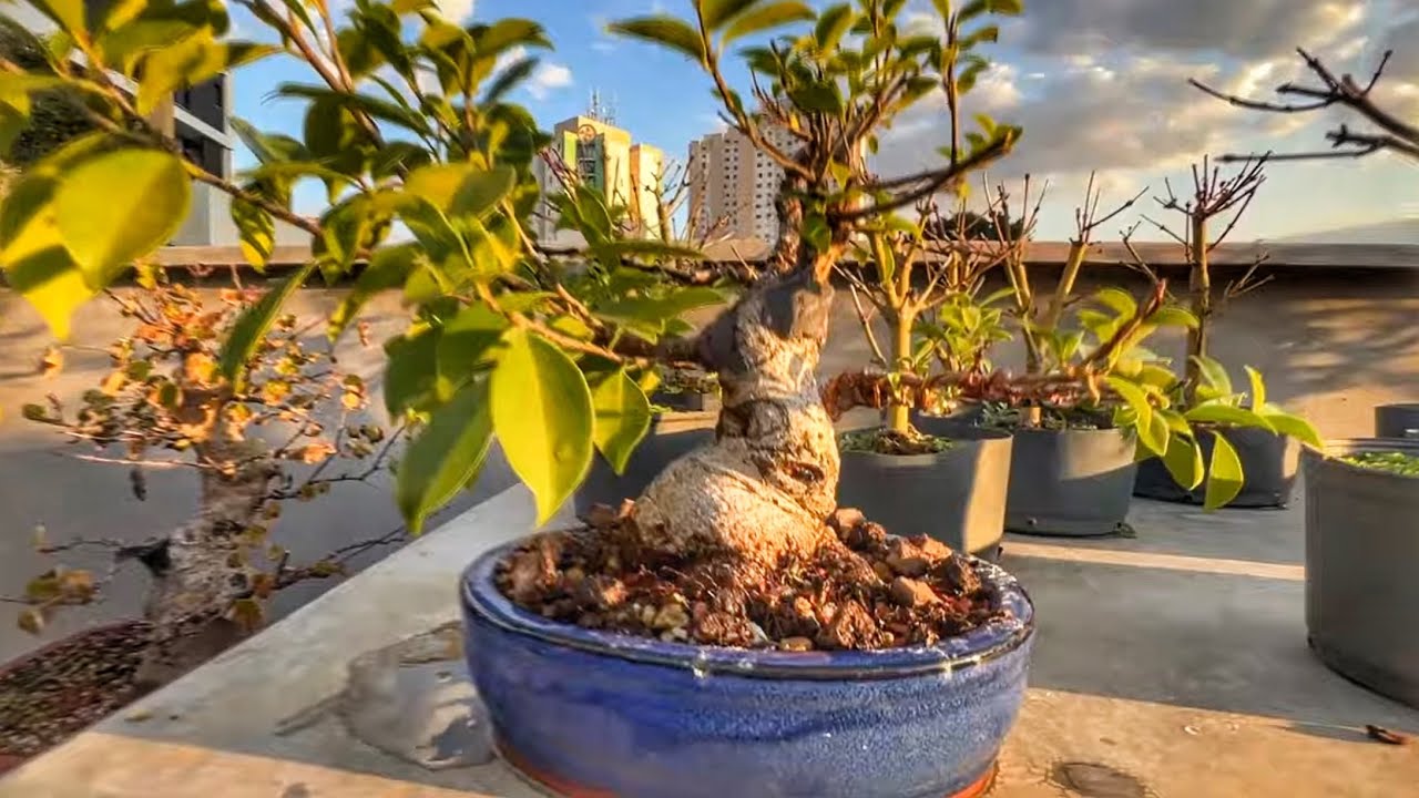 CONSTRUINDO UM BONSAI DE FICUS - QUASE NO FINAL