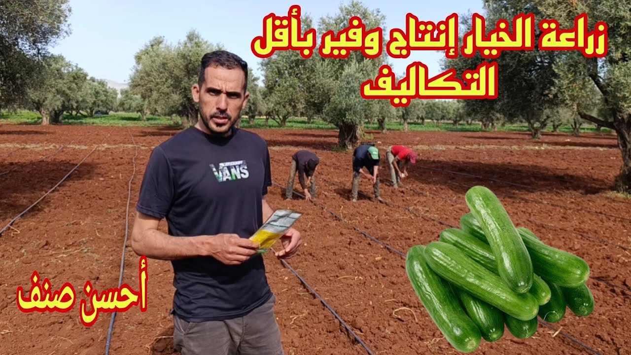 زراعة الخيار بطريقة بسيطة وكيف تحصل على إنتاج وفير بأقل التكاليف