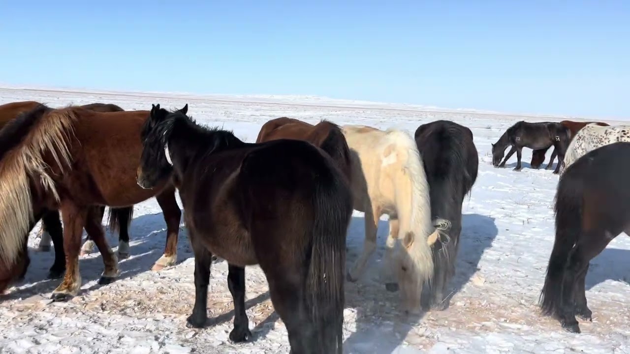 28.02.26 ж жылқы