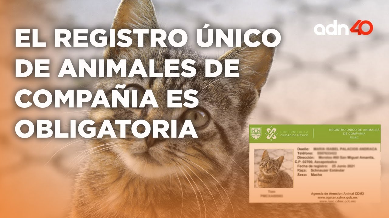 La nueva ley de protección a los animales indica que es obligatorio el registrar de tu mascota