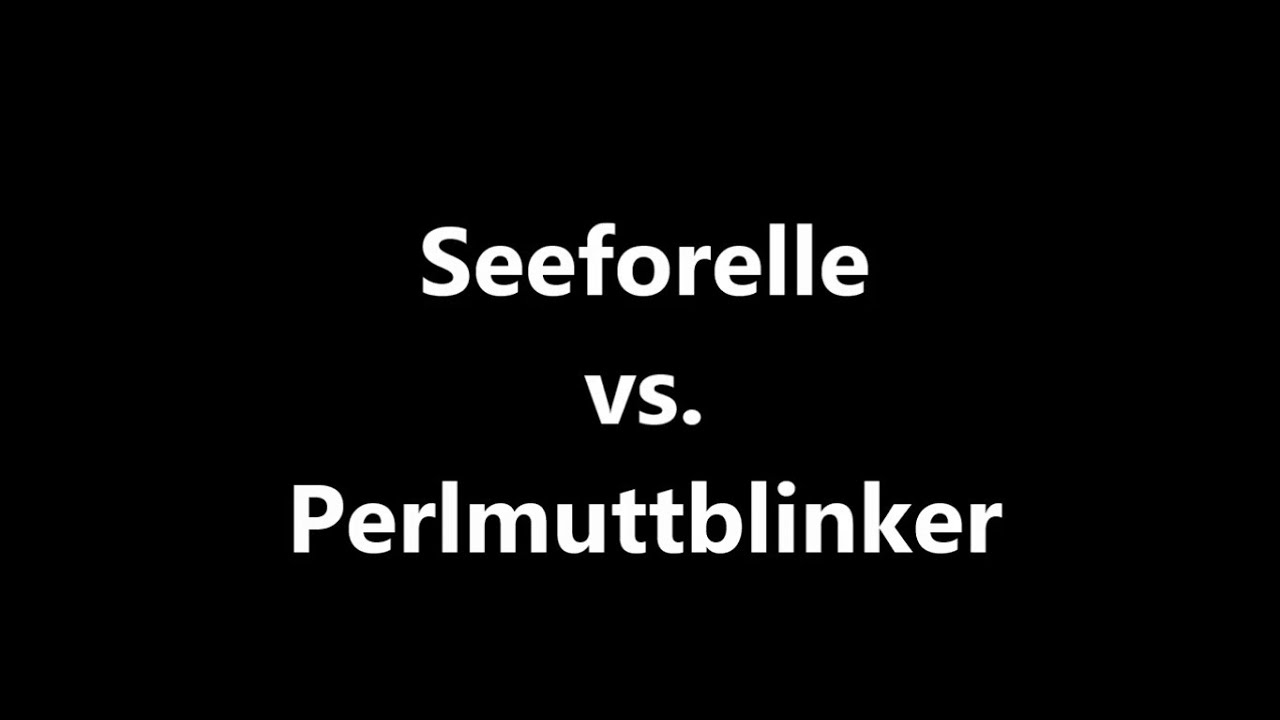 Unterwasserattacke: Seeforelle vs. Perlmuttblinker
