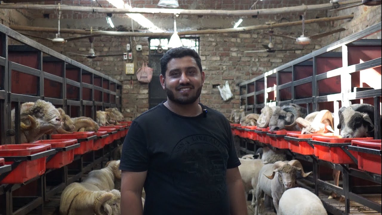 Mendo ke Palai ke Expert - Labbaik Goat Farm #agroentertainment