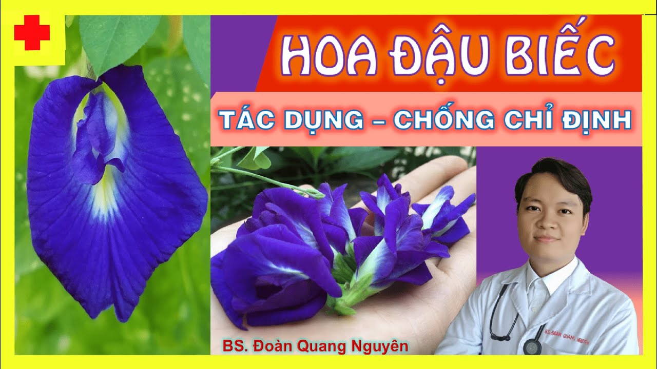Trà HOA ĐẬU BIẾC có tác dụng gì?Trị bệnh gì?Làm món gì?Có giảm cân không?Bác sĩ Quang Nguyên số 029
