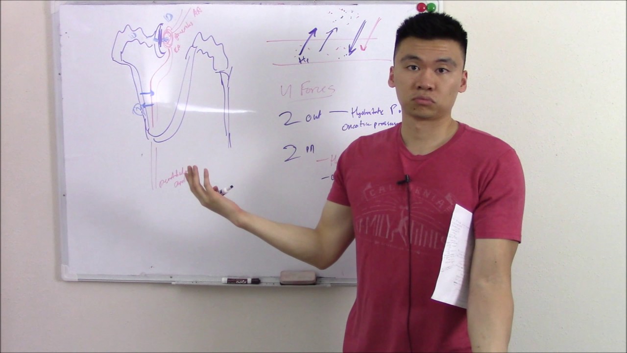 USMLE Renal 10: Renal Physiology Made Easy (Clearance and GFR)