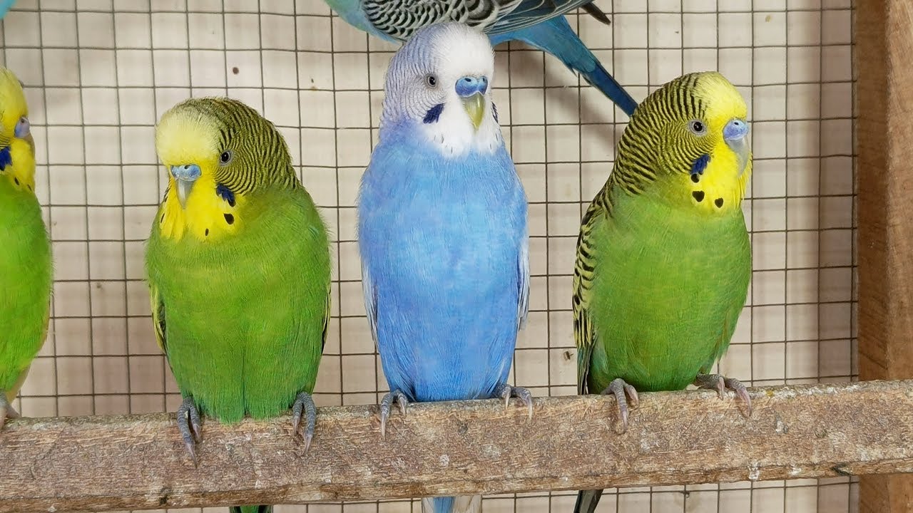 2 hour Happy summer budgies songs for your budgies to sing along. Parakeet songs