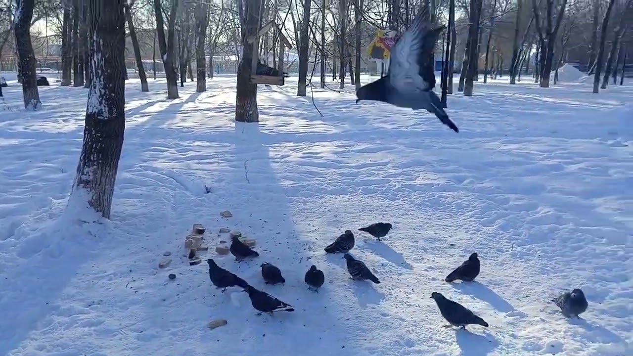 Зима жару даёт.