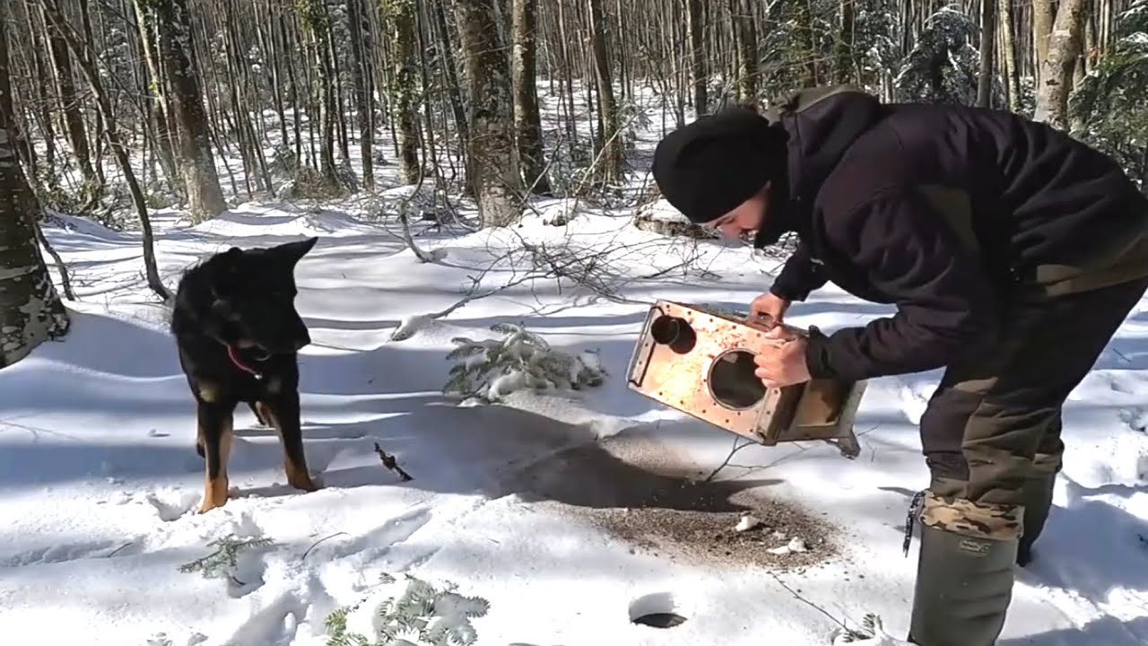 Dog Found Something in Snow… You Won’t Believe This! #DogLovers#ForestLife#SnowAdventure