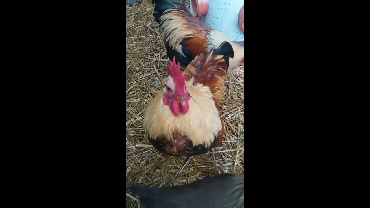 Gegen Langeweile bei Stallpflicht f&uuml;r H&uuml;hner - Vogelgrippe 2016