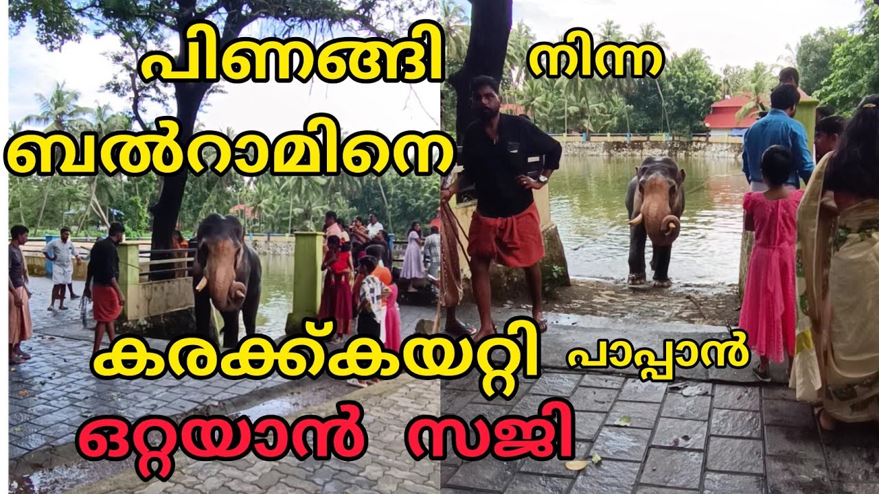 പിണങ്ങി നിന്ന കൊമ്പനെ കരക്ക്കയറ്റി പാപ്പാൻ ഒറ്റയാൻ സജി / guruvayoor balram / kerala elephantvideo