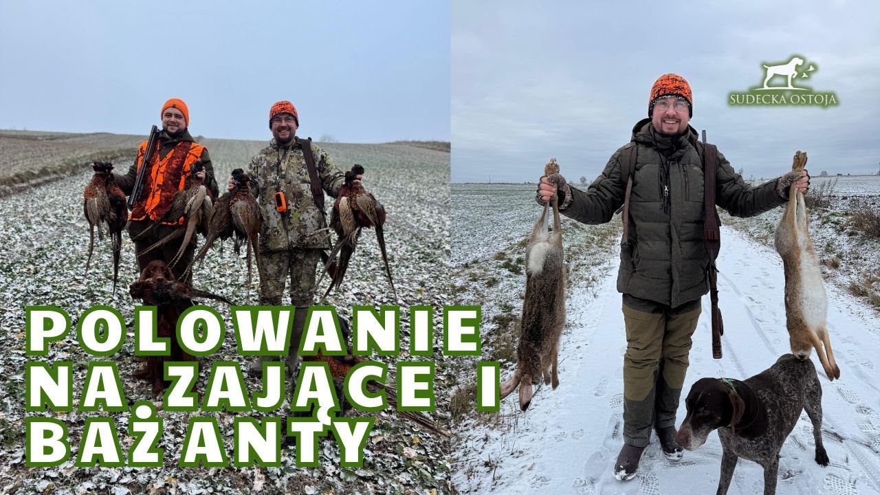 Polowanie na zające i bażanty. Driven hunt in Poland