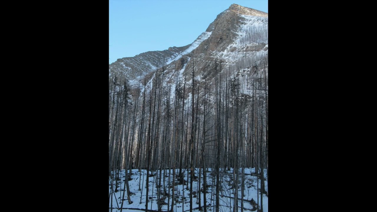 Trees of Waterton - Rhonda Kupsch