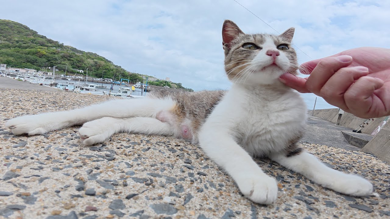 キジシロ猫をモフると地面でクネクネと転げ回って喜んでくれた