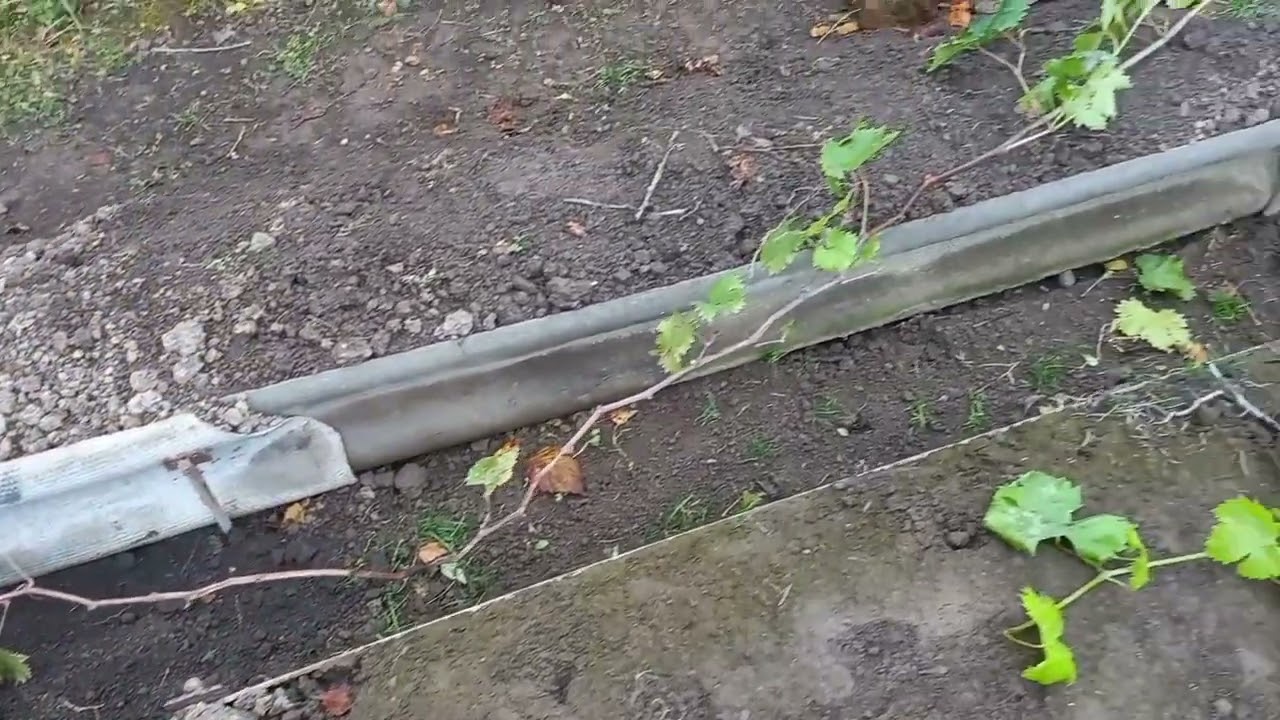Выводы по экспериментам на винограде