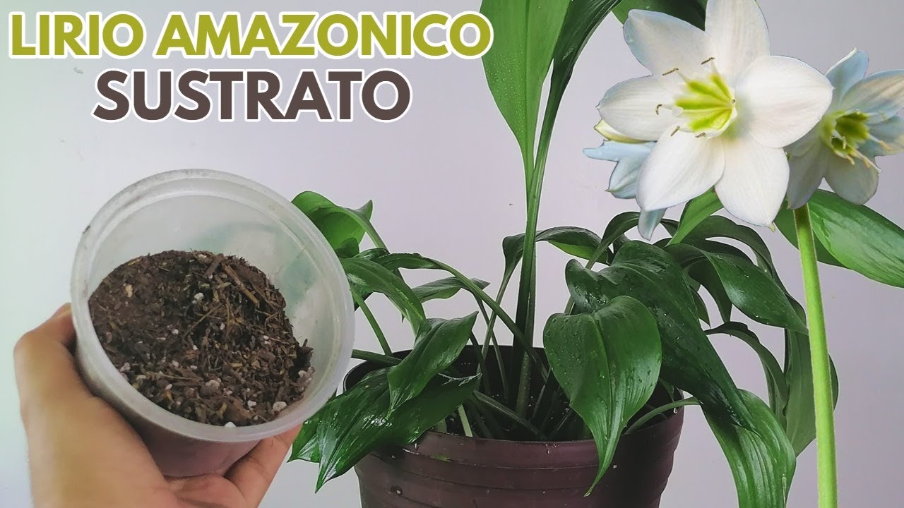 eucharis amazonica sustrato chuyito jardinero
