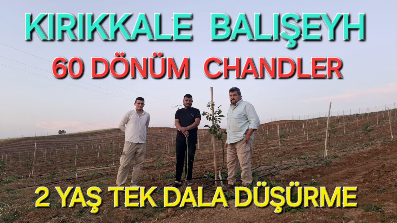 CHANDLER CEVİZ BAHÇESİ BUDAMA TEK DALA DÜŞÜRME