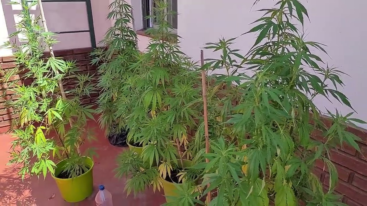Seguimiento de cultivo pre floracion||Cultivo2023||Semana15